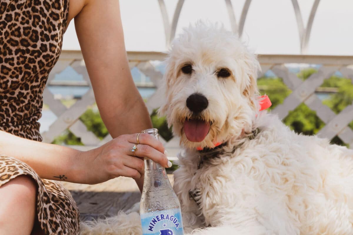 What Can Dogs Drink Besides Water Dog Training Tips